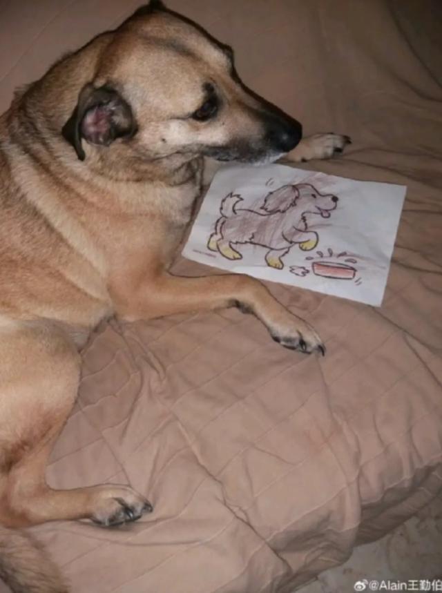 半岛体育-【专栏】王勤伯：内心有狗